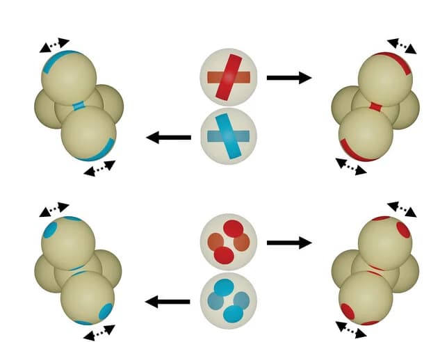 Open access visualization of Workflow, Illustration, Colloidal Patchy Spheres, Enantiomorphic Single-Gyroid Crystals, Self-Assembly