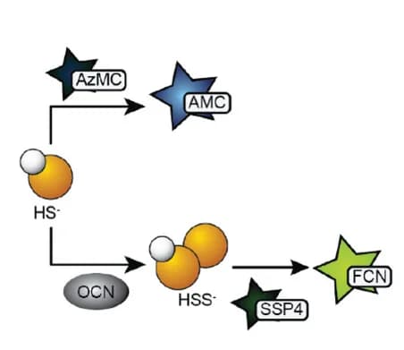 Open access visualization of Workflow, Flowchart, Illustration, Reaction scheme, Fluorescent species