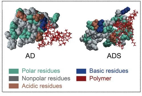 Open access visualization of Protein Structure, Chemical Structure, Polymer Molecule, Insulin, Simulation