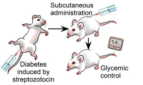 Open access visualization of Workflow, Illustration, In Vivo Experiment, Schematic Illustration