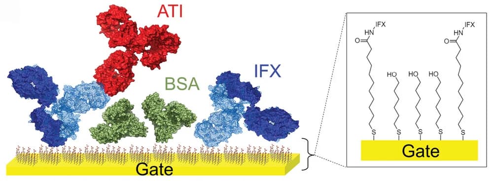 Open access visualization of Chemical Structure, Illustration, Functionalized Gate, Crystallographic Structure, Infliximab
