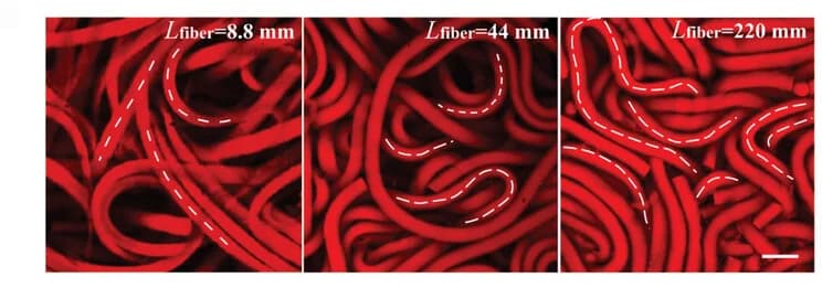Open access visualization of Microscopy, Confocal Microscopy, Microfibers, Fibro-gels, Fiber Length