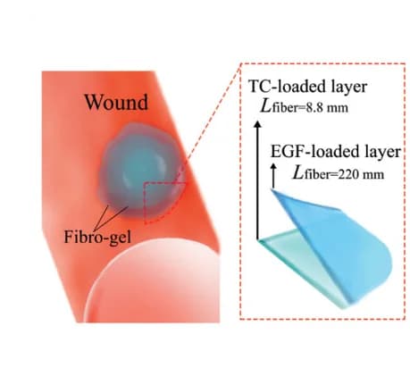 Open access visualization of Illustration, Wound healing, Two-layer fibro-gel, Drug encapsulation, TC