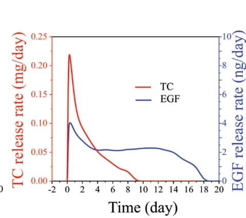 Open access visualization of Line Plot, TC release rates, EGF release rates, Two-layer fibro-gel, Fiber lengths