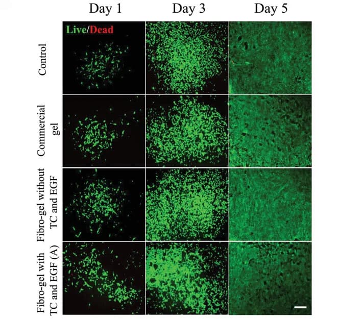 Open access visualization of Microscopy, Live/Dead Assay, Fluorescence Microscopy, Cell Cytotoxicity, Control Group