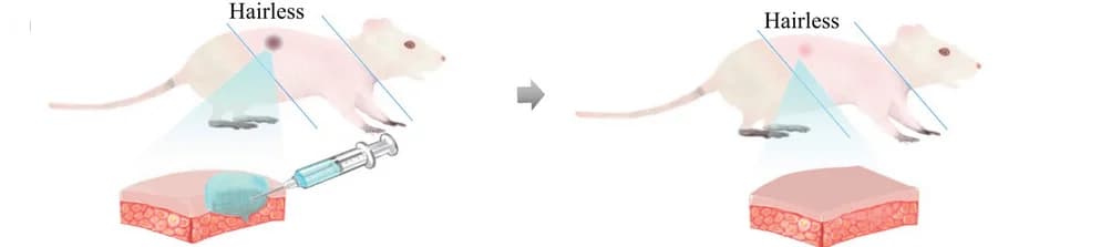 Open access visualization of Illustration, Workflow, Mice, Skin, Excision model