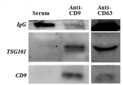 Open access visualization of Gel, Serum, EVs, CD9, CD63