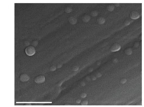 Open access visualization of Microscopy, SEM, Serum EVs, CD9, Immunoaffinity