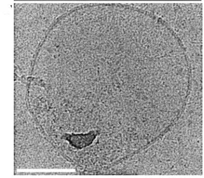 Open access visualization of Microscopy, Cryo-TEM, EV, Urine, CD9