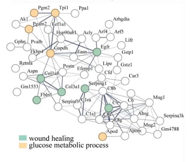 Open access visualization of Network, Pathway, Protein Interaction Network, Glucose Metabolism, Wound Healing