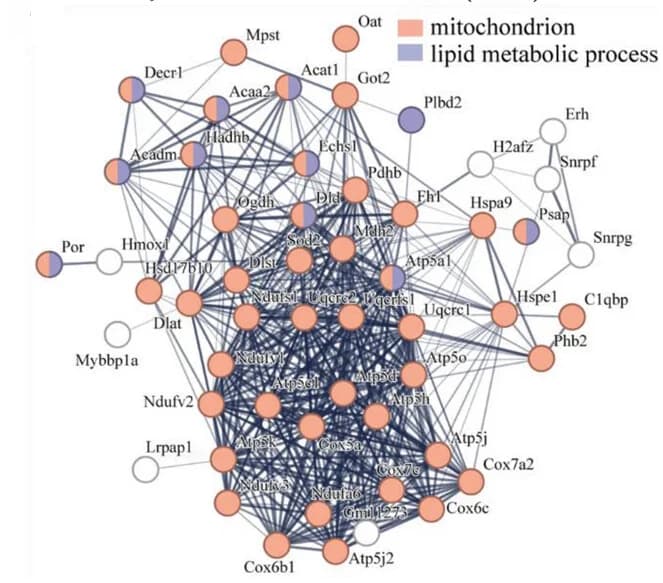 Open access visualization of Network, Pathway, Protein Interaction Network, Mitochondrion, Lipid Metabolism