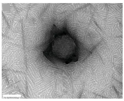 Open access visualization of Microscopy, TEM, EVs, siRNA