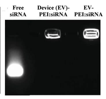 Open access visualization of Gel, Electrophoretic mobility shift assay, siRNA, EVs