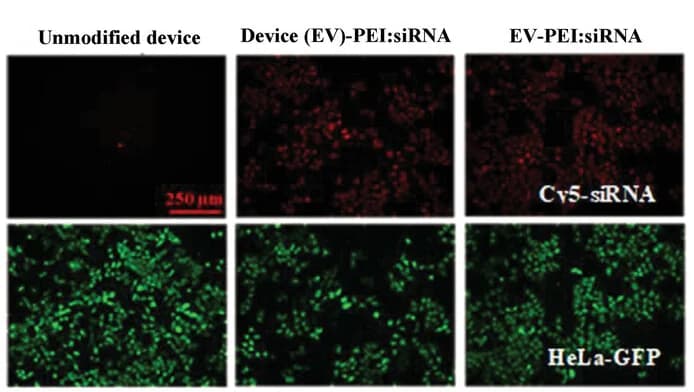 Open access visualization of Microscopy, Fluorescence microscopy, EVs, siRNA, HeLa-GFP Cells