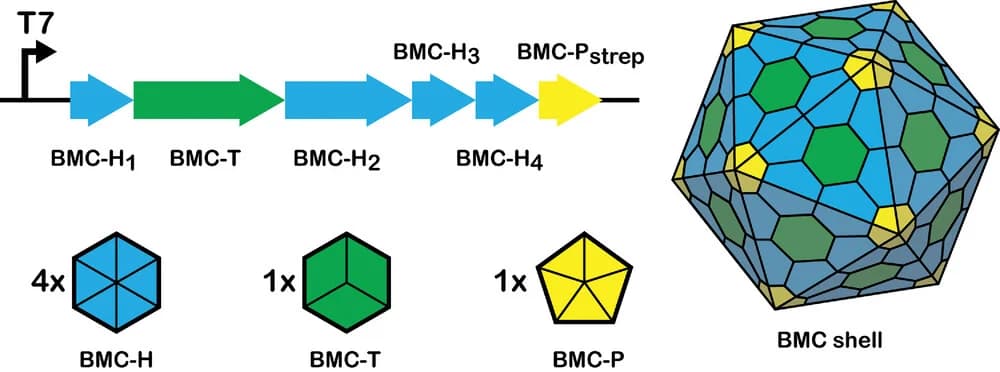 Open access visualization of Workflow, Illustration, GRM3C shell proteins, Synthetic operon, Shell proteins