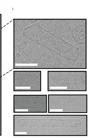 Open access visualization of Microscopy, Nanotube Heterogeneity, Cryo-Electron Microscopy, Nanotubes