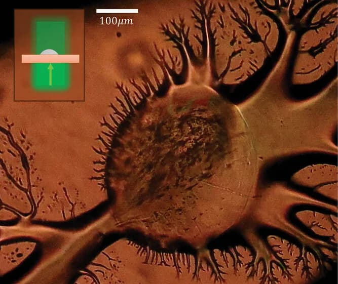 Open access visualization of Microscopy, Sessile Droplet, LN Substrate, Light Illumination, Shape Instability