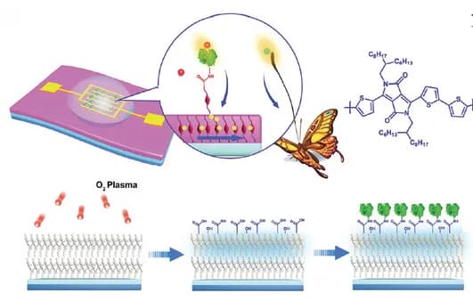 Open access visualization of Workflow, Illustration, OFETs, ATP Biosensors, Apyrase-Functionalized Channels