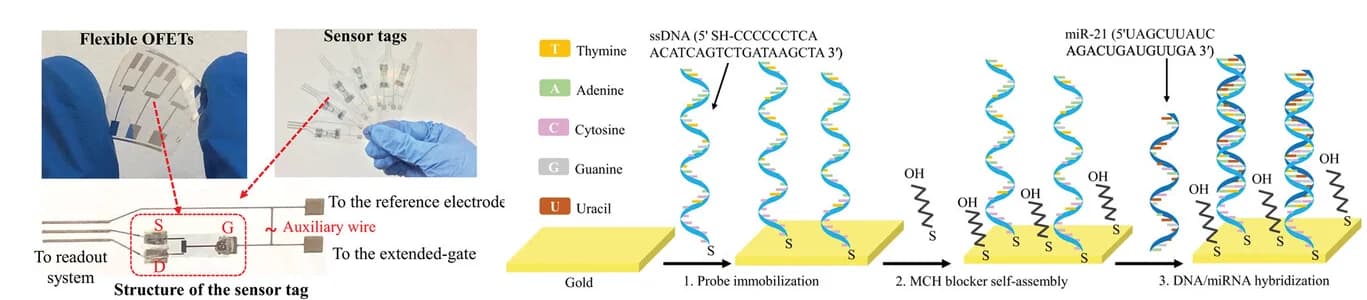 Open access visualization of Workflow, Illustration, OFET, DNA Probe, miRNA Detection