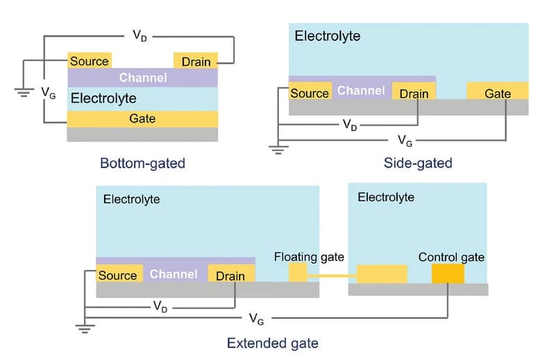 Open access visualization of Illustration, Device Architectures, EGOFET, Bottom-Gated, Side-Gated
