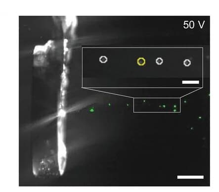 Open access visualization of Microscopy, High-Speed Camera, PZT-D, Bubbles, Streamline