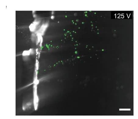 Open access visualization of Microscopy, High-Speed Camera, PZT-D, Streaming Bubbles, Applied Voltage