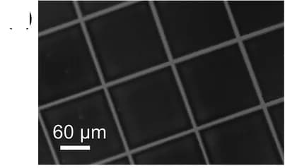 Open access visualization of Microscopy, SEM Image, Silver Grid, Scale Bar