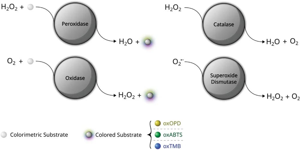 Open access visualization of Workflow, Flowchart, Illustration, Nanozymes, Peroxidase
