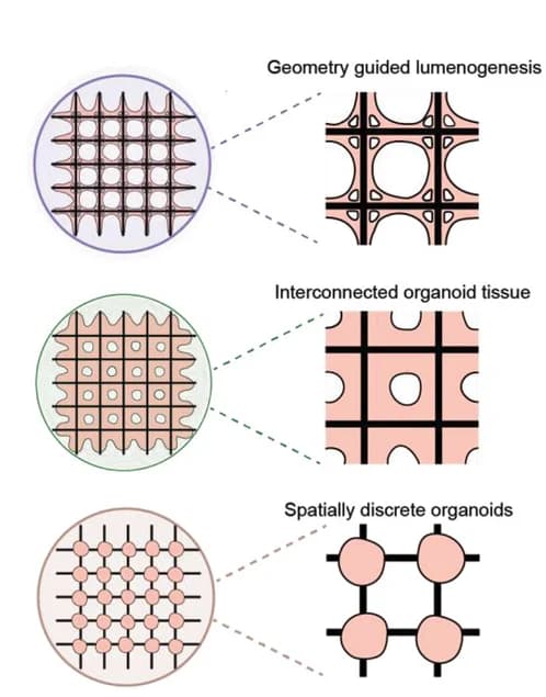 Open access visualization of Illustration, Workflow, MEW, Scaffold, Lumenogenesis