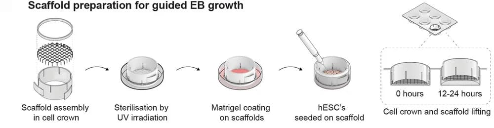 Open access visualization of Workflow, Illustration, Scaffold, hESC, EB Tissue Formation