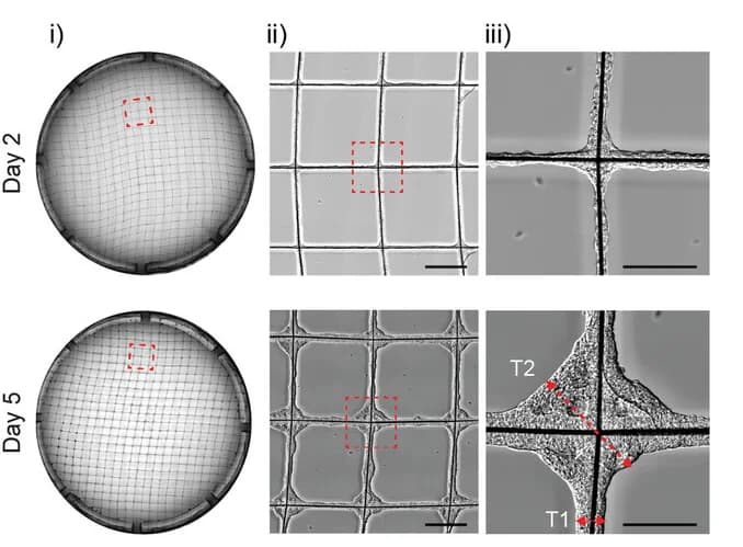 Open access visualization of Microscopy, Scaffold, hESC, EB Tissue, Lumen