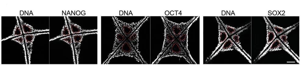 Open access visualization of Microscopy, EB Tissue, Immunostaining, Pluripotent Markers, SOX2
