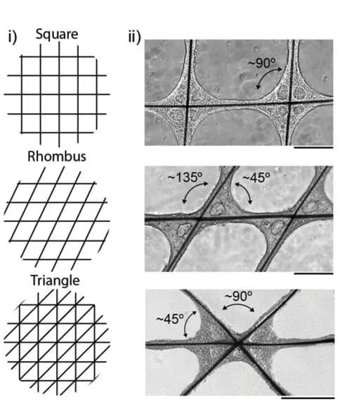 Open access visualization of Microscopy, Illustration, Scaffold Geometry, EB Tissue Morphology, Bright-field Images