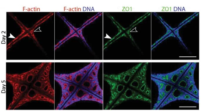 Open access visualization of Microscopy, Lumen Formation, Square Grid Scaffolds, F-actin Staining, Immunostaining