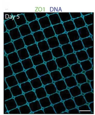 Open access visualization of Microscopy, Confocal Microscopy, Immunostained Scaffold, Apical Protein Marker, ZO1