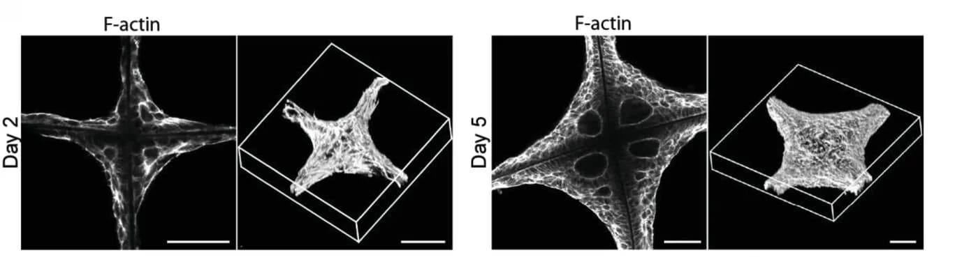 Open access visualization of Microscopy, 3D Plot, Confocal Light Microscopy, 3D Reconstructions, F-actin
