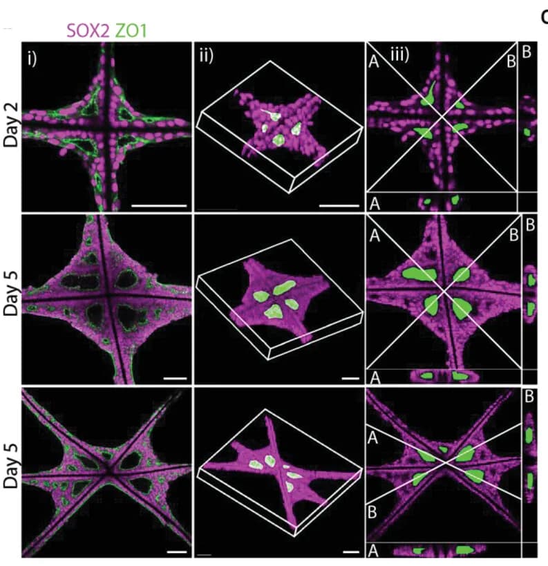Open access visualization of Microscopy, Square Grid Scaffold, Triangle Grid Scaffold, EB Tissue, SOX2
