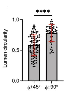 Open access visualization of Bar Plot, Error Bars, Scatter Plot, Lumen, Circularity