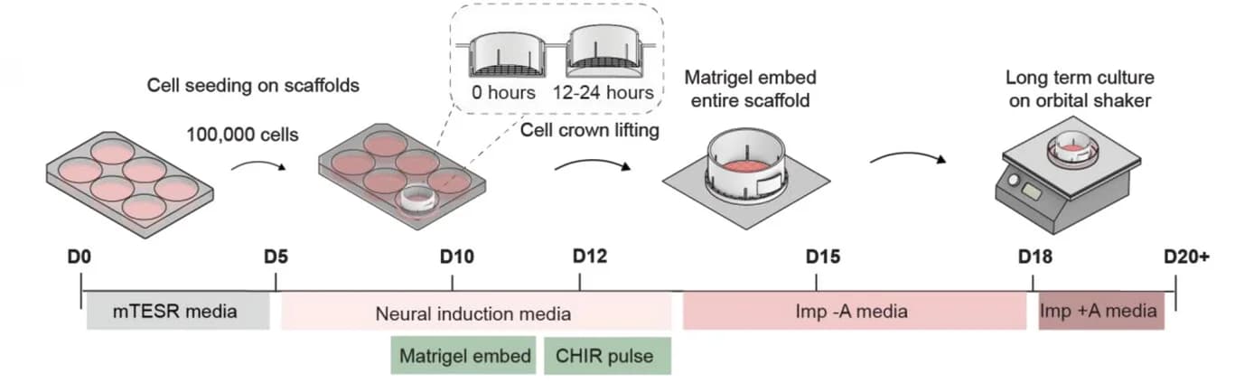 Open access visualization of Workflow, Illustration, Scaffold, Cerebral Organoid