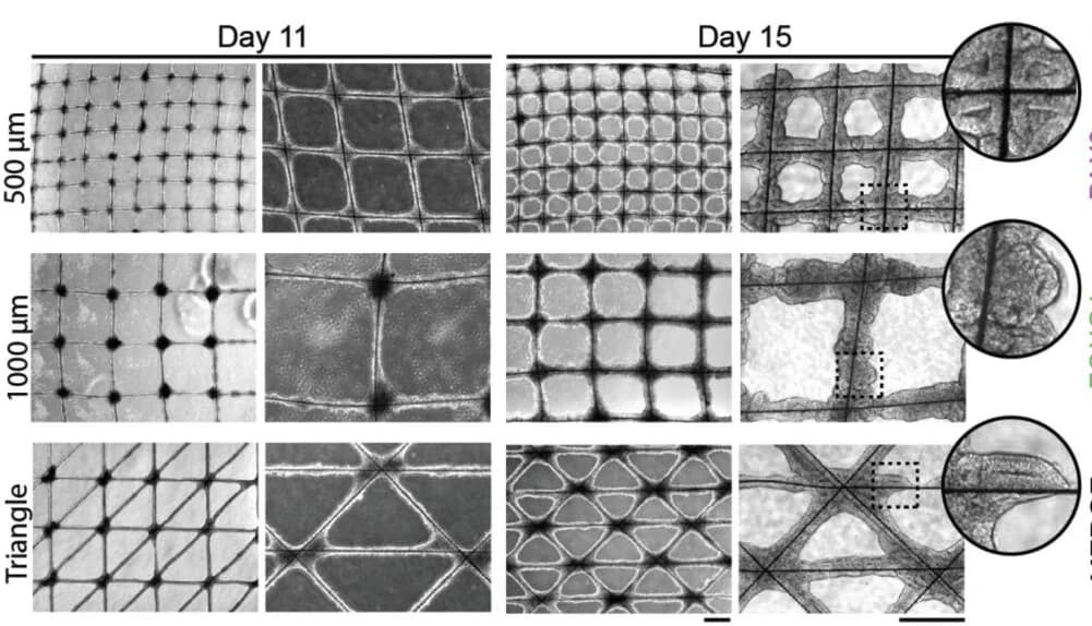 Open access visualization of Microscopy, Bright-field Images, Cerebral Organoids, Scaffolds, Square Grid Scaffolds