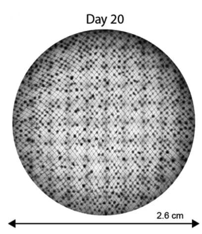 Open access visualization of Microscopy, Tiled Overview Image, Scaffolds, Organoids