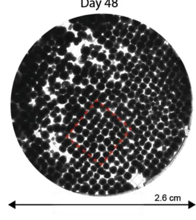 Open access visualization of Microscopy, Tiled Overview Image, Organoids, Scaffolds