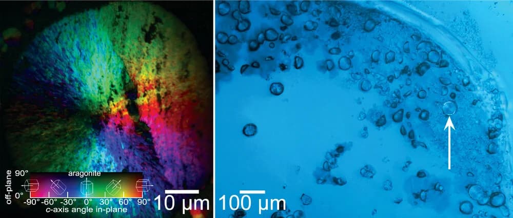 Open access visualization of Microscopy, PIC Map, Aragonite Spherulite, Crystal Orientation