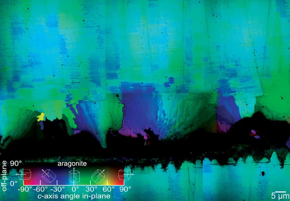 Open access visualization of Microscopy, Nacre, Spherulites, Aragonite, Abalone