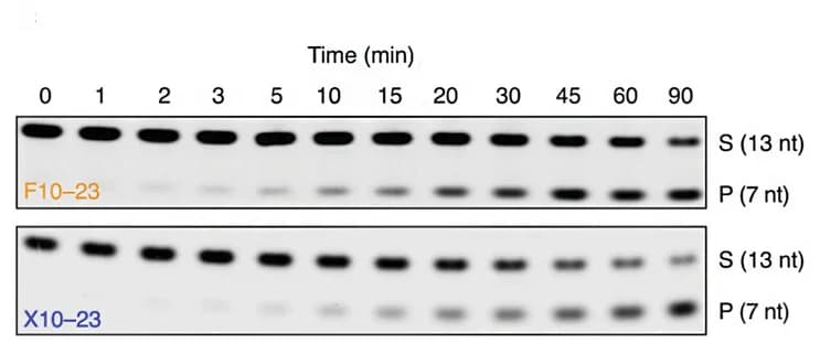 Open access visualization of Gel, Catalytic Rates, DNAzymes, F10-23, X10-23