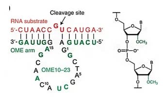 Open access visualization of Chemical Structure, DNAzymes, OME10-23