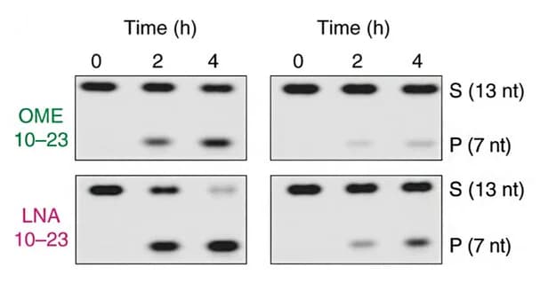 Open access visualization of Gel, Polyacrylamide Gel Electrophoresis, PAGE, RNA Cleavage, DNAzymes
