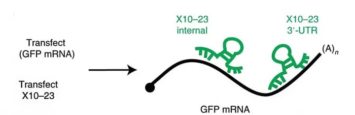 Open access visualization of Workflow, Illustration, Cells, GFP mRNA, DNAzymes