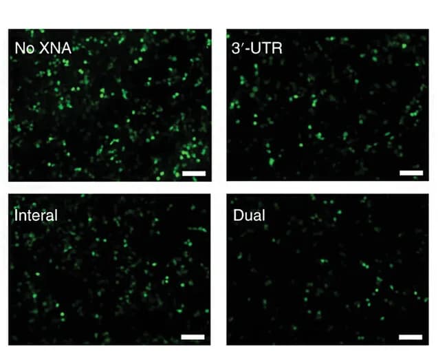 Open access visualization of Microscopy, Gene Silencing, Splicing