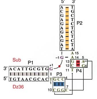 Open access visualization of Illustration, DNAzymes, Substrates, Secondary Structures